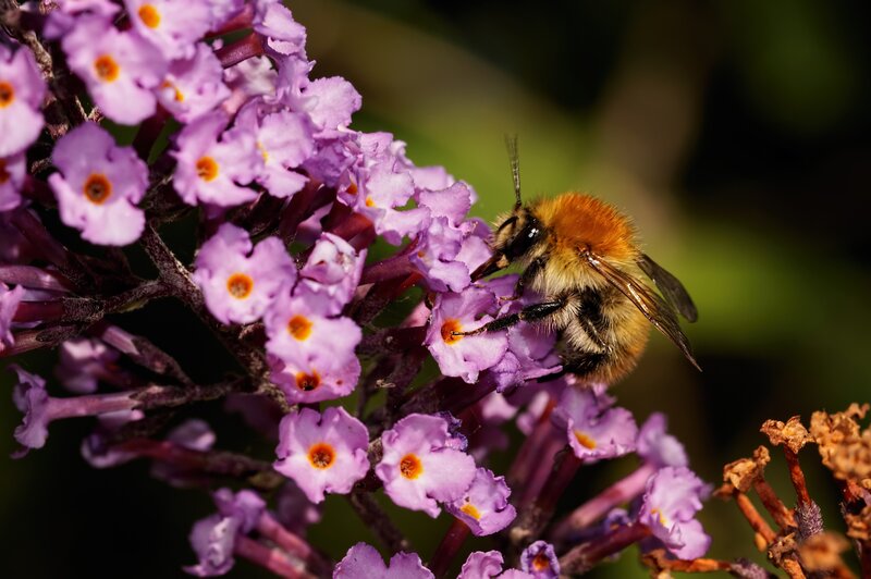 Bee on Purple Flowers — Natural, Afternoon