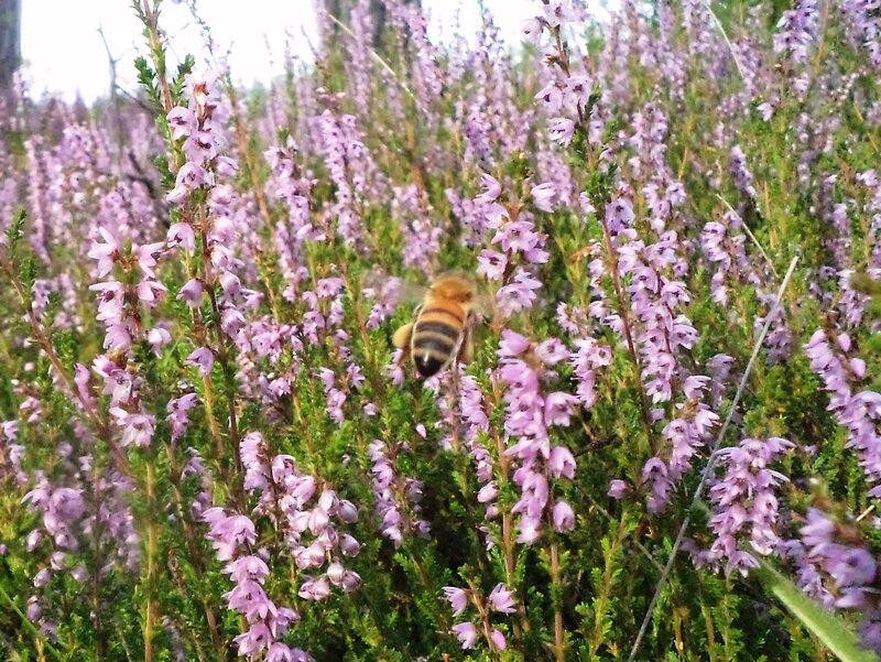 Bee on Purple Flowers — Natural, Summer