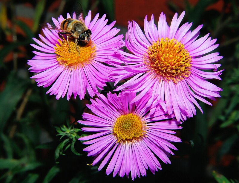 Bee on Purple Flowers — Natural