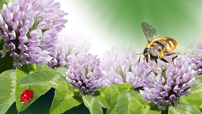 Bee on Purple Flowers — Serene, Afternoon