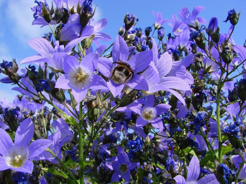 Bee on Purple Flowers — Serene