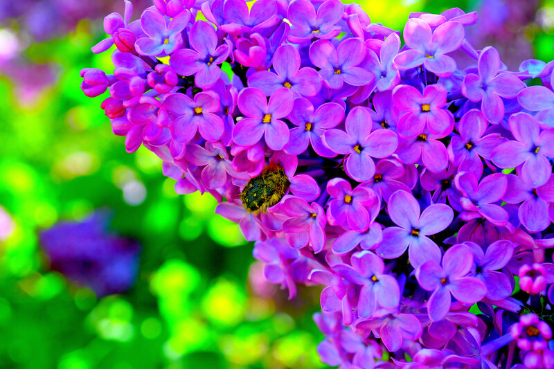 Bee on Purple Flowers — Vibrant