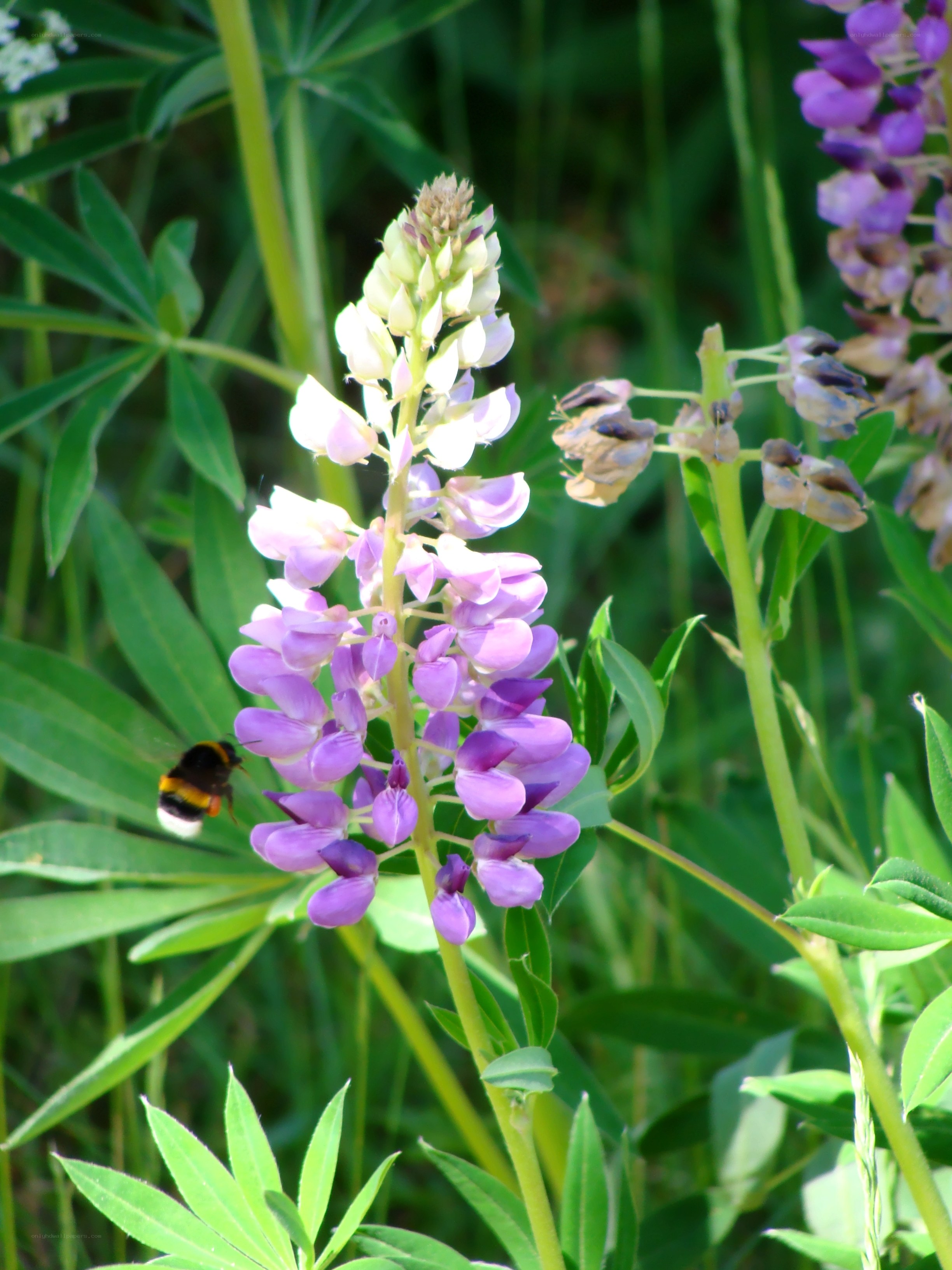 bee on purple lupine flower