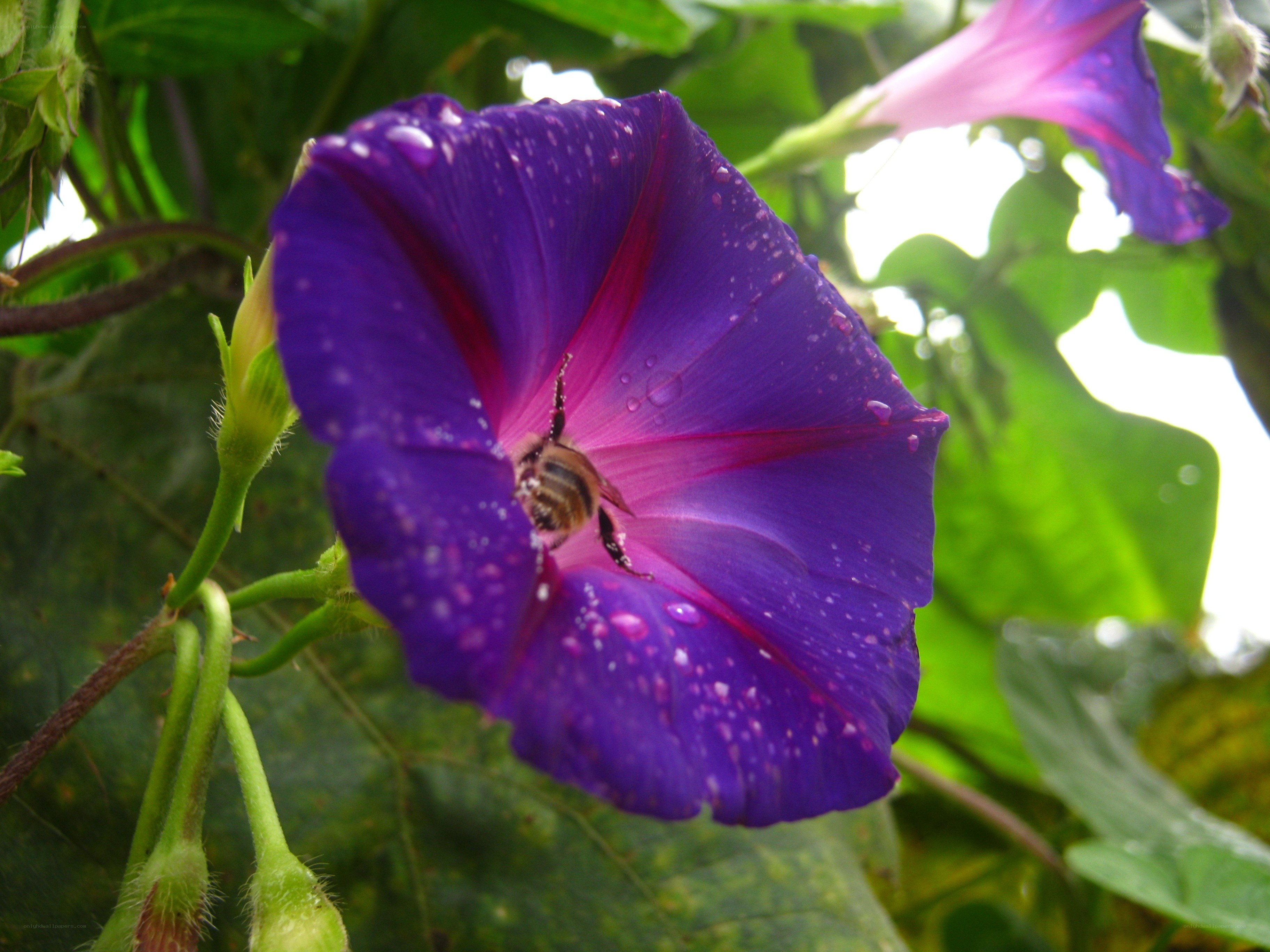bee on purple morning glory