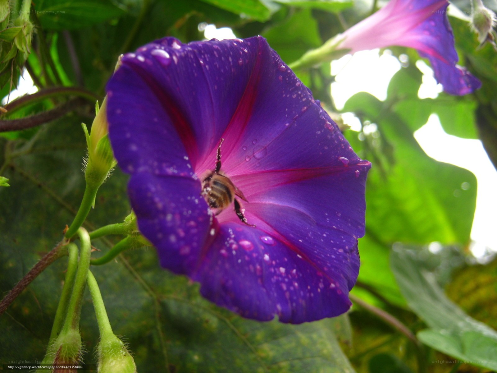 bee on purple morning glory