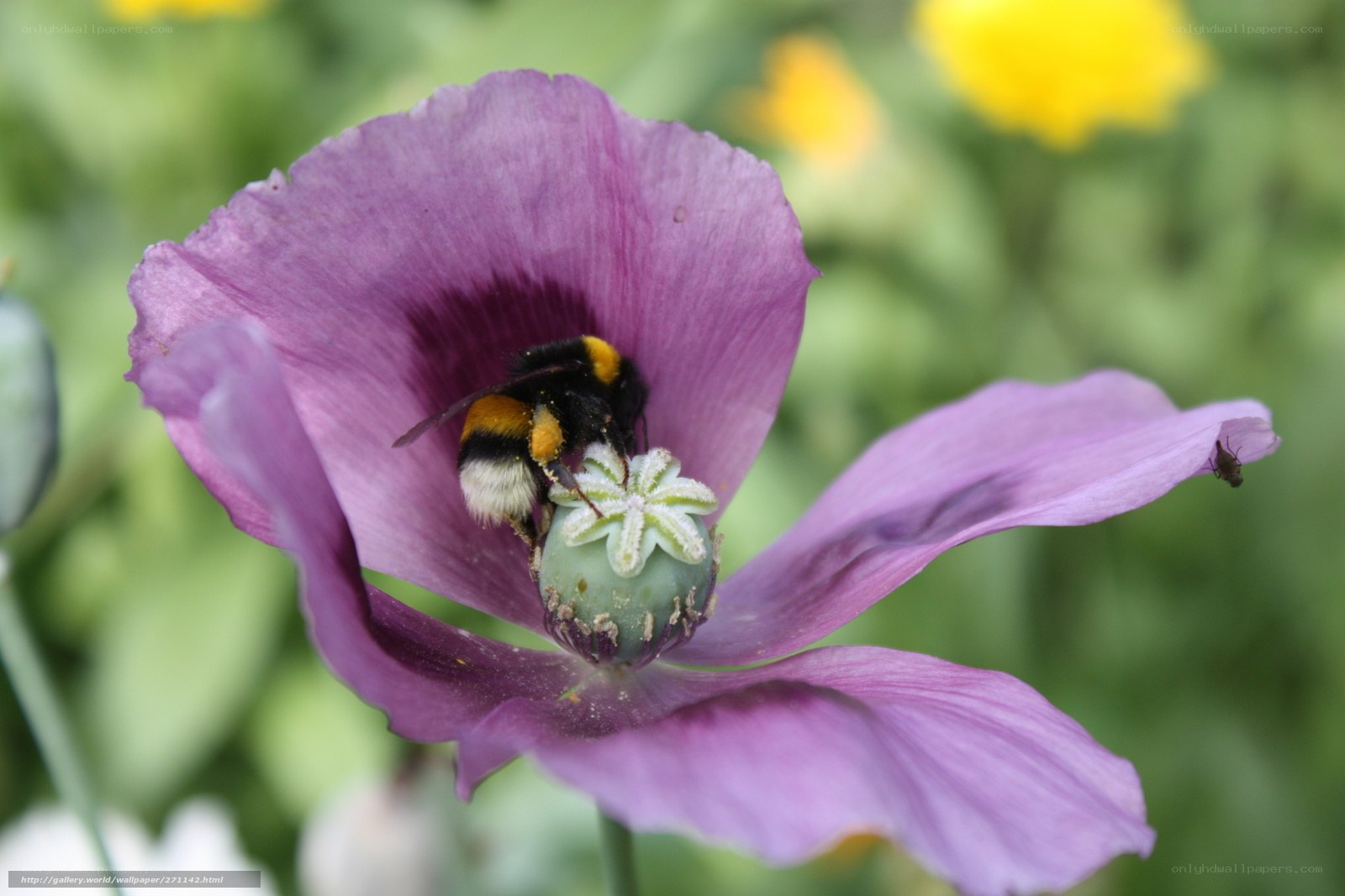bee on purple poppy flower