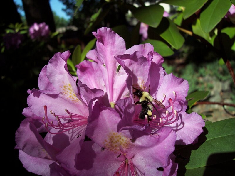 bee on purple rhododendron flower