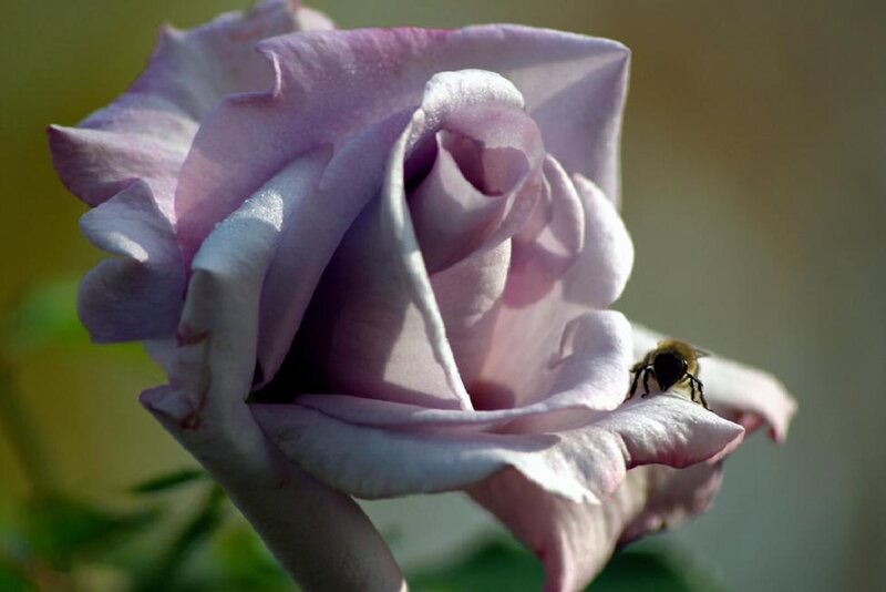 Bee on Purple Rose