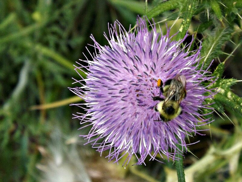 Bee on Purple Thistle — Calm, Afternoon