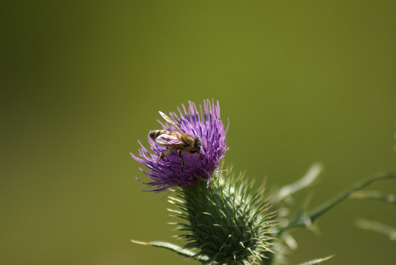 Bee on Purple Thistle — Calm