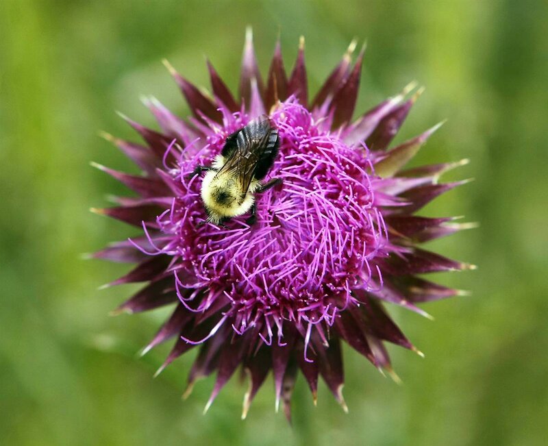 bee on purple thistle flower