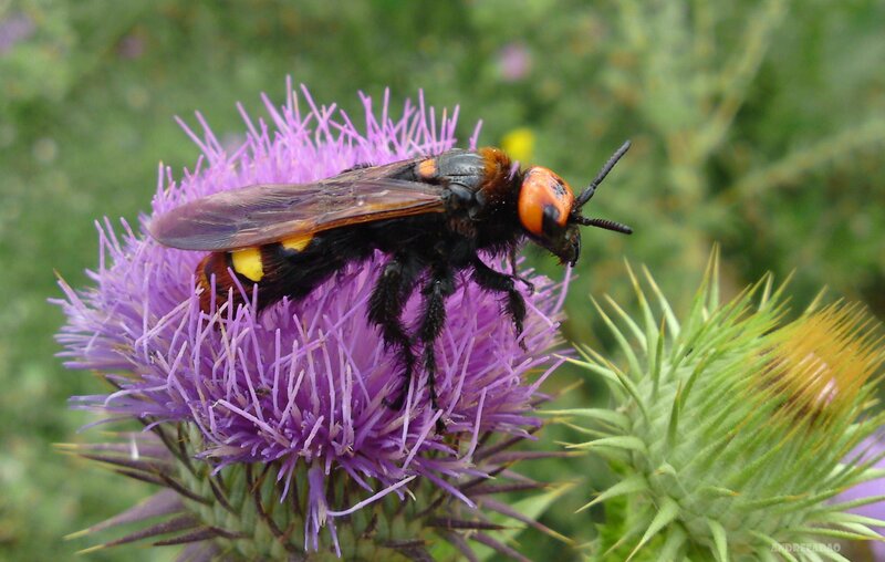 bee on purple thistle flower