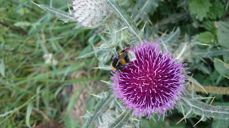 Bee on Purple Thistle — Natural, Afternoon