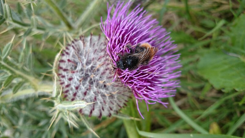 Bee on Purple Thistle — Natural