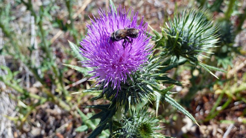 Bee on Purple Thistle
