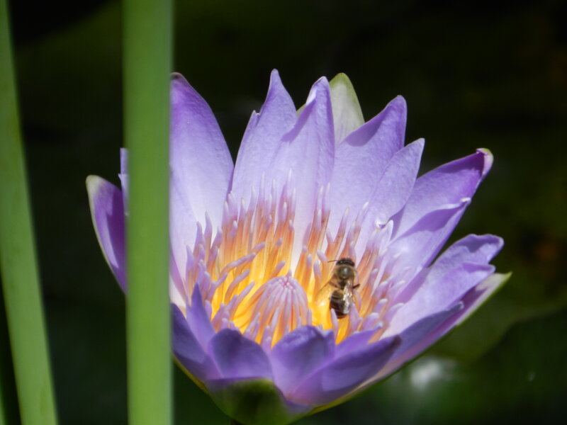 Bee on Purple Water Lily — Calm