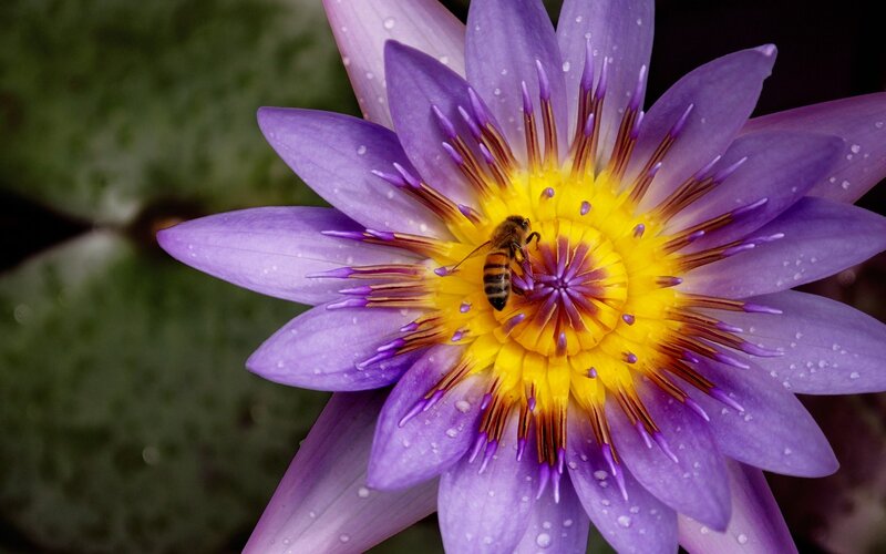Bee on Purple Water Lily — Serene