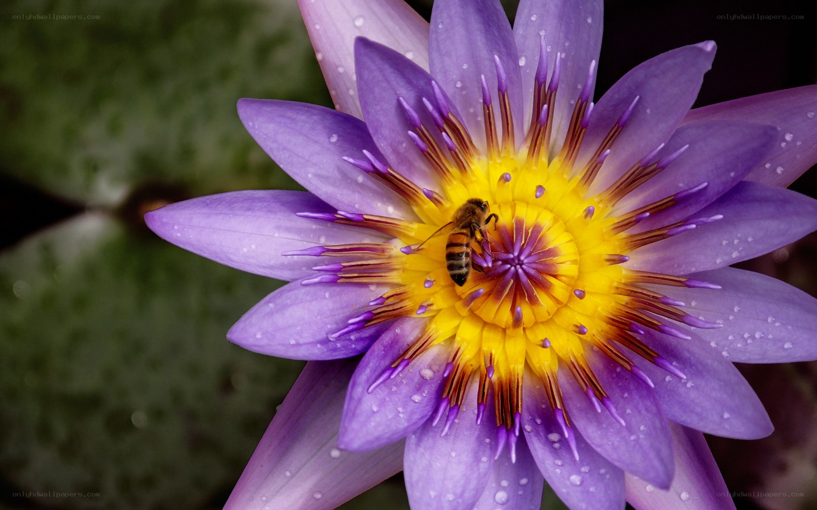 bee on purple water lily
