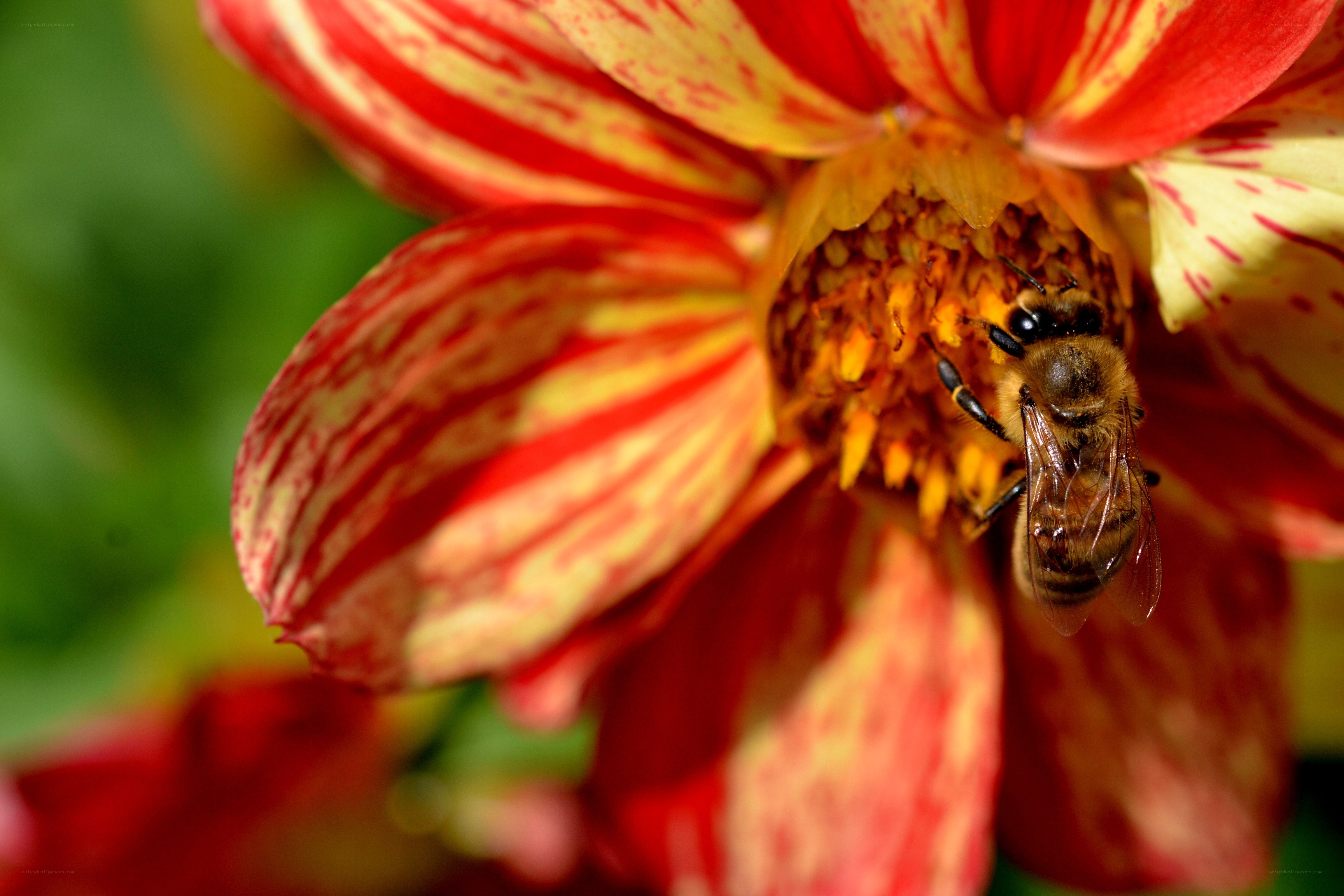 bee on red and yellow flower