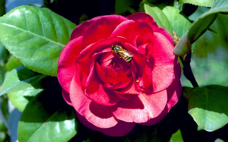 bee on red camellia flower