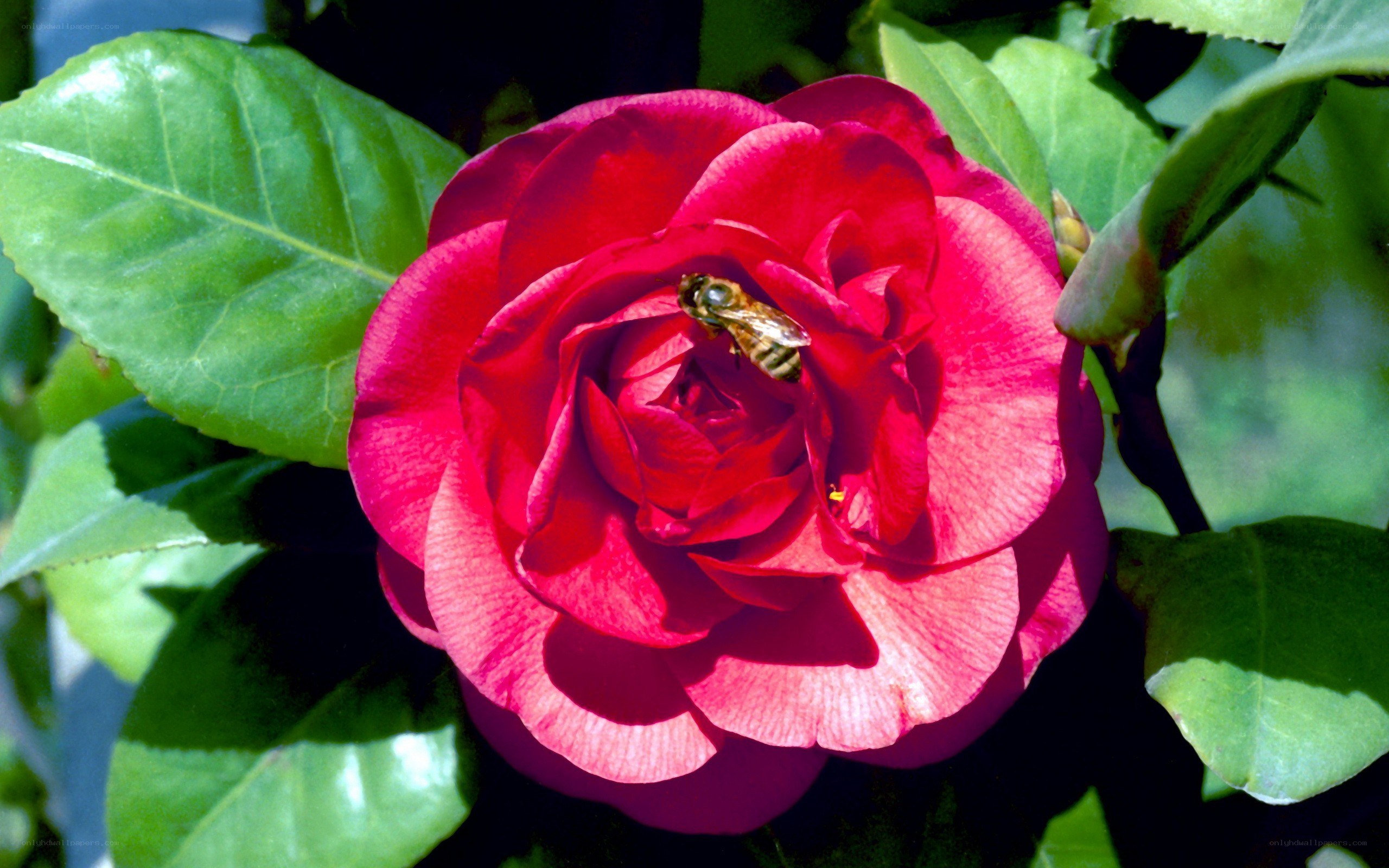 bee on red camellia flower