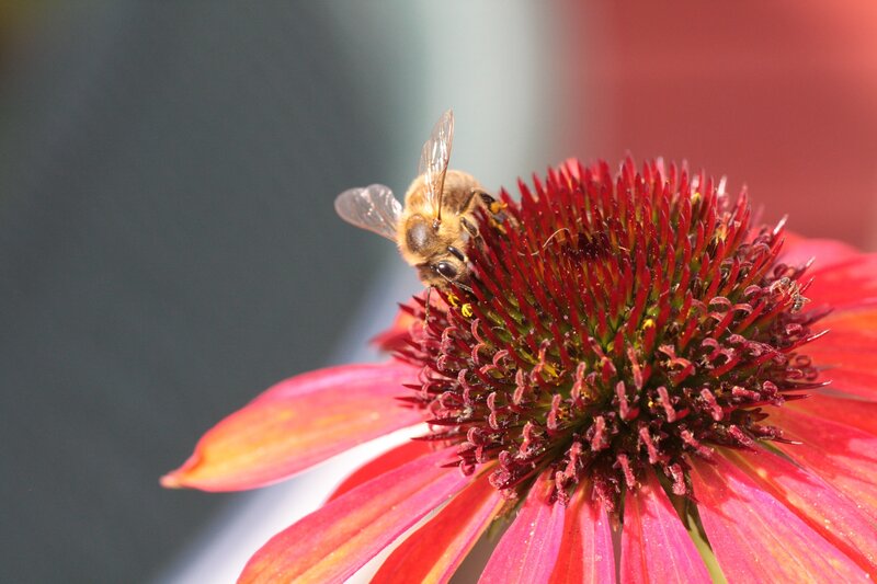 bee on red coneflower
