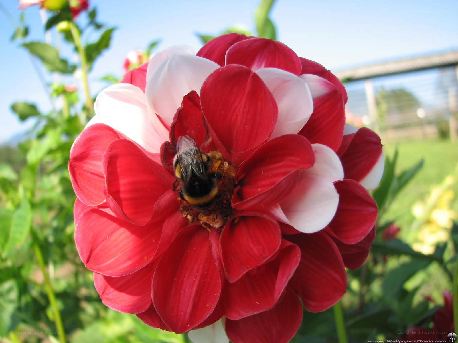 bee on red dahlia flower