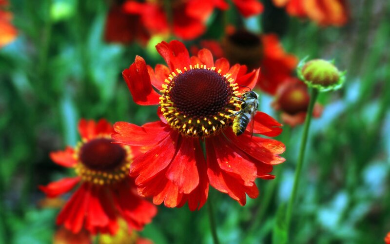 bee on red flower