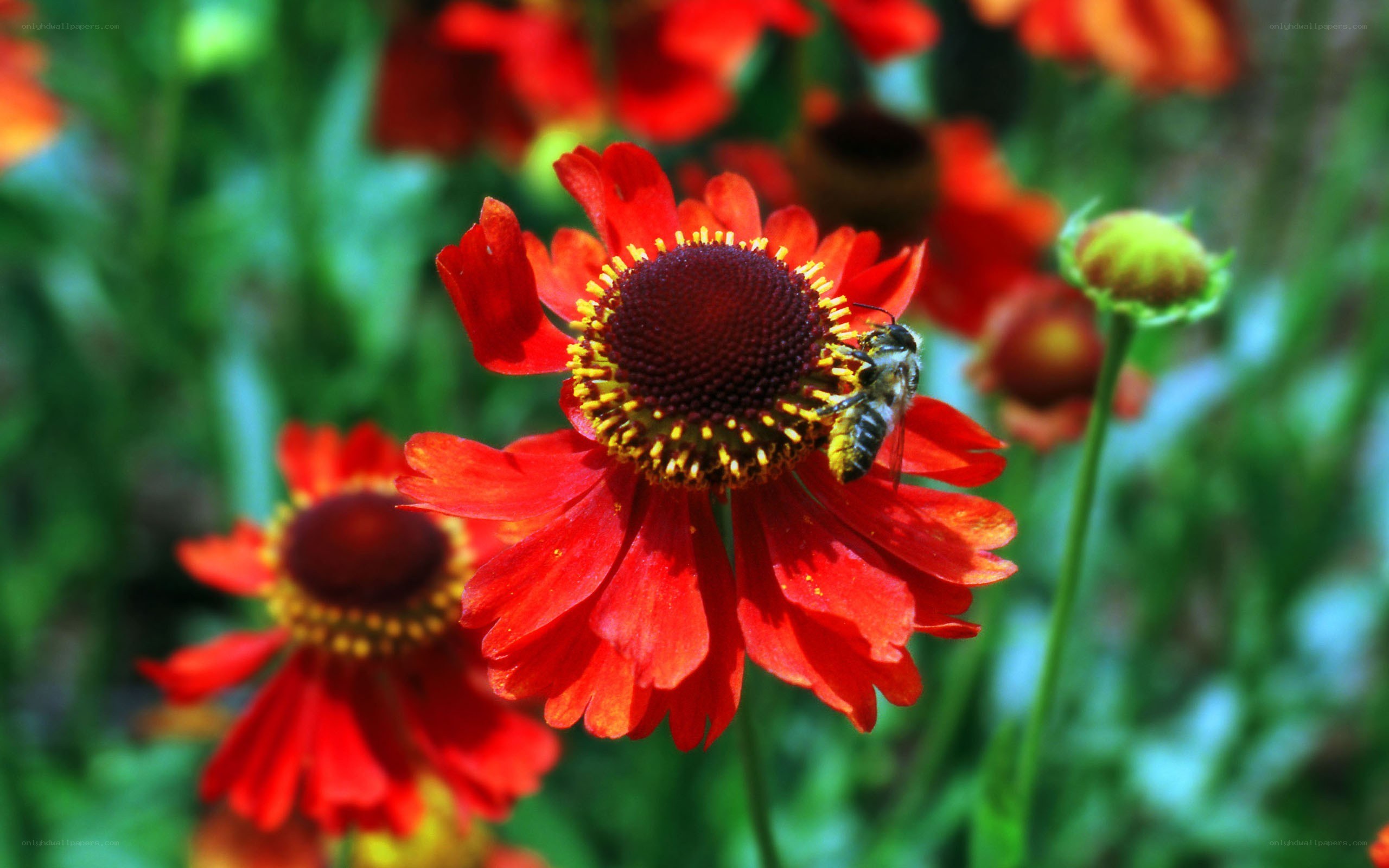 bee on red flower