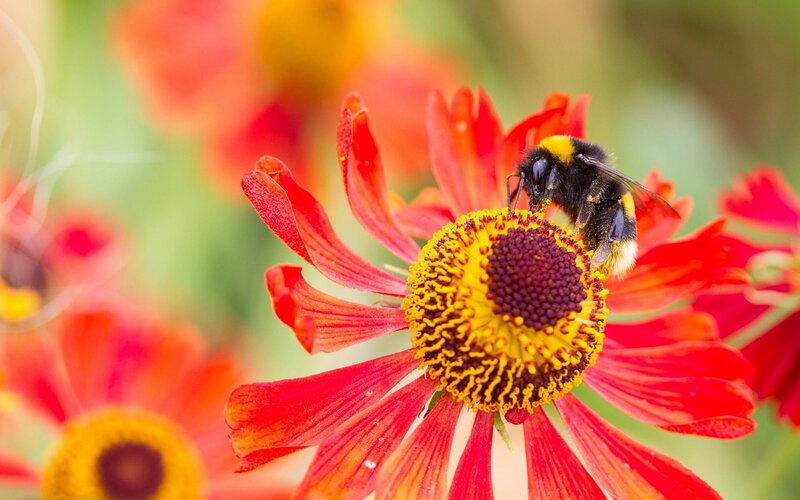 bee on red flower