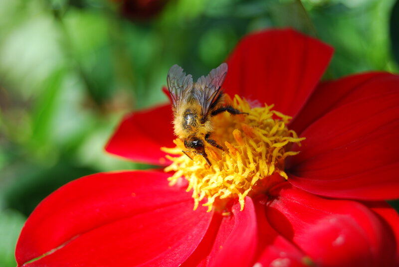 bee on red flower