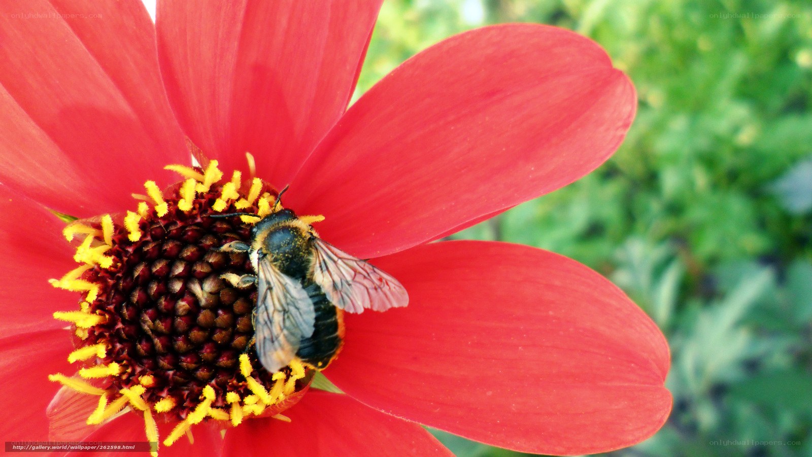 bee on red flower