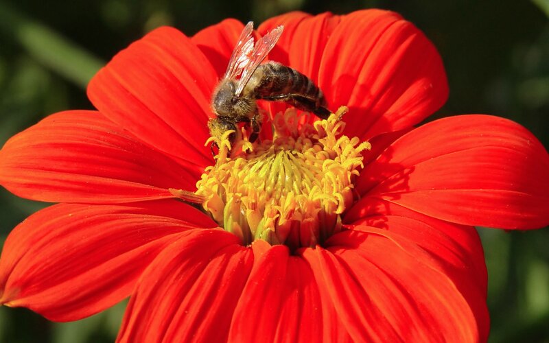 bee on red flower