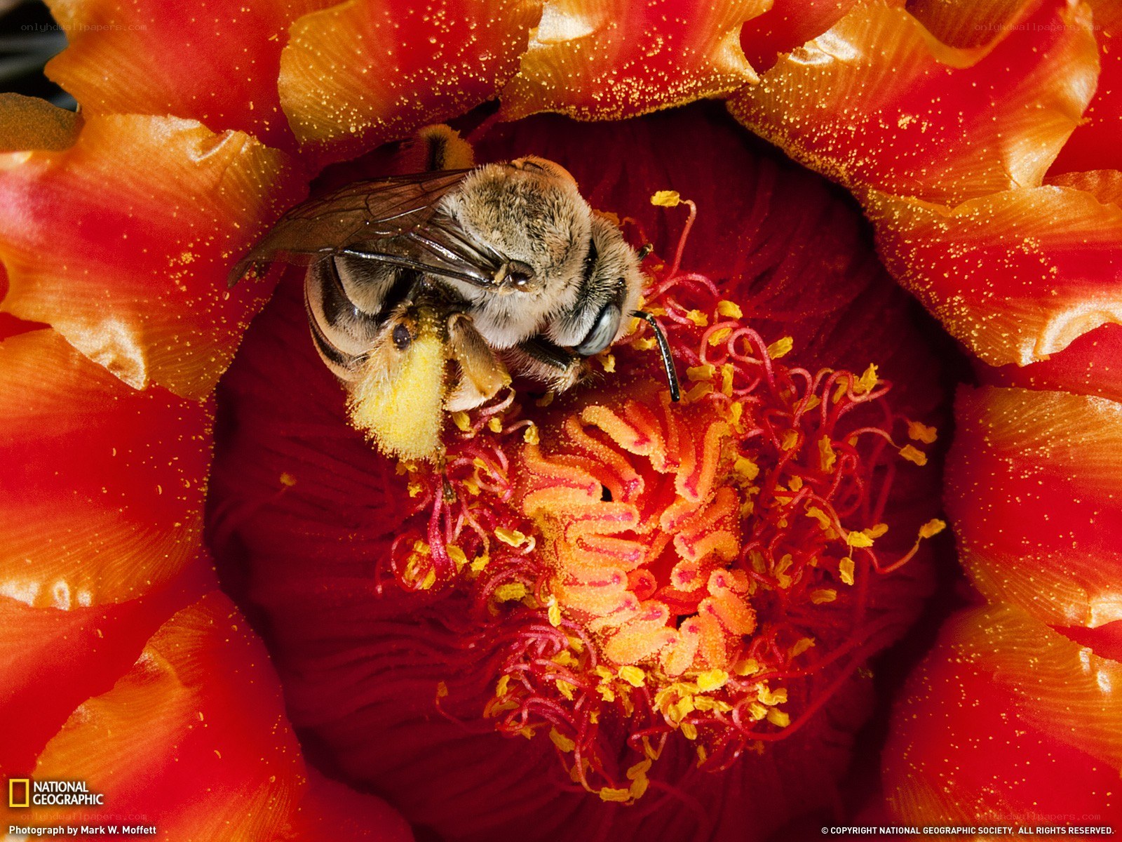bee on red flower