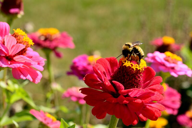 Bee on Red Flower — Calm, Afternoon, Photograph, Field