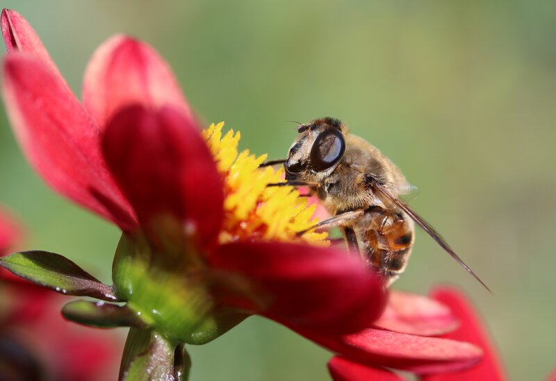 Bee on Red Flower — Calm, Afternoon, Photograph, Insect