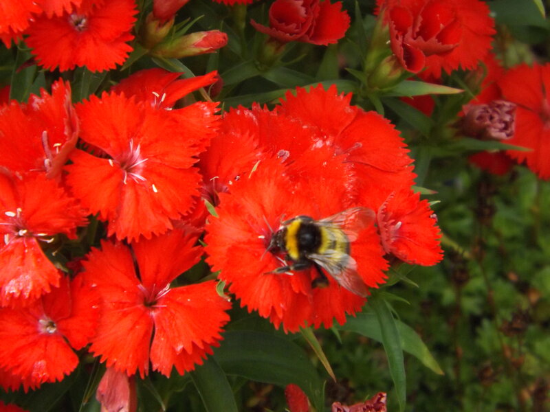 Bee on Red Flower — Calm, Afternoon, Photograph