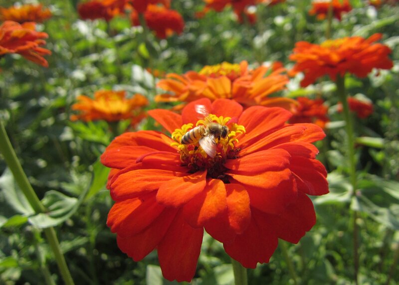 Bee on Red Flower — Calm, Afternoon
