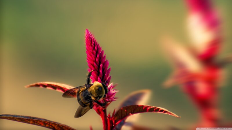 Bee on Red Flower — Calm, Sunset