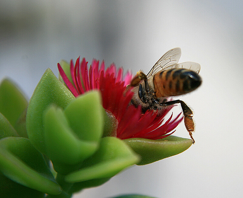 Bee on Red Flower — Calm