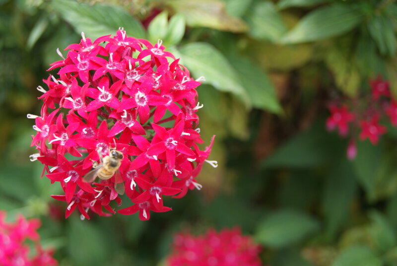 bee on red flower cluster