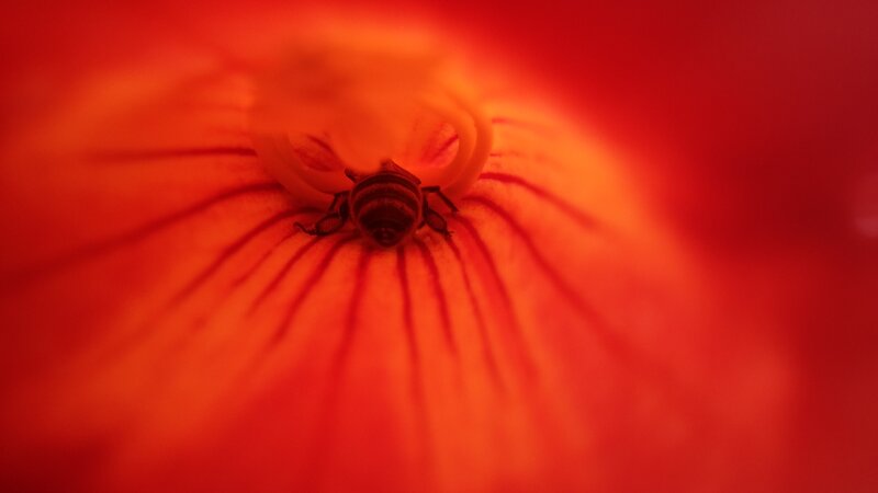Bee on Red Flower — Dramatic, Photograph