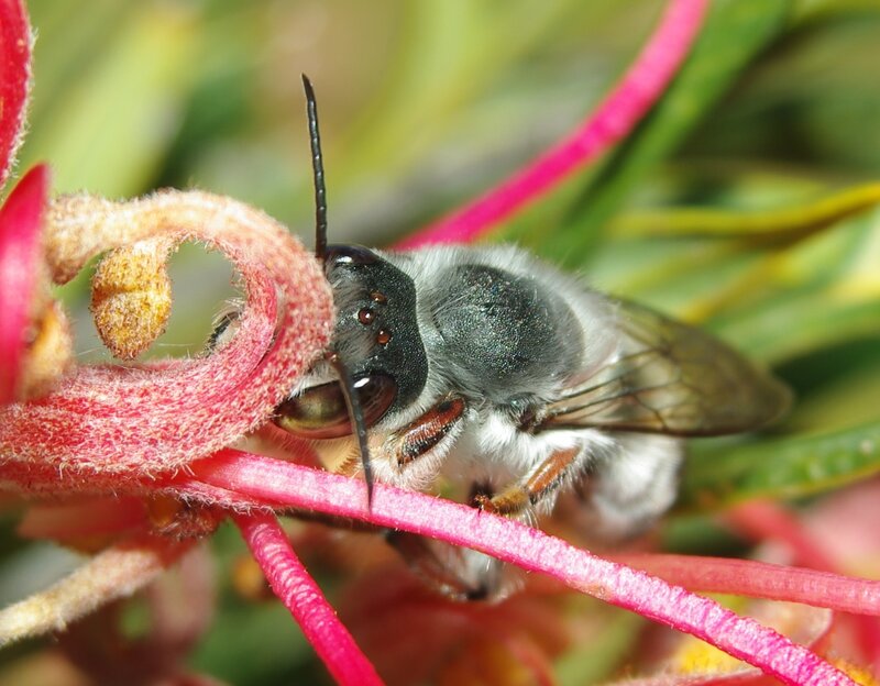 Bee on Red Flower — Natural, Afternoon, Photograph, Insect, Antennae