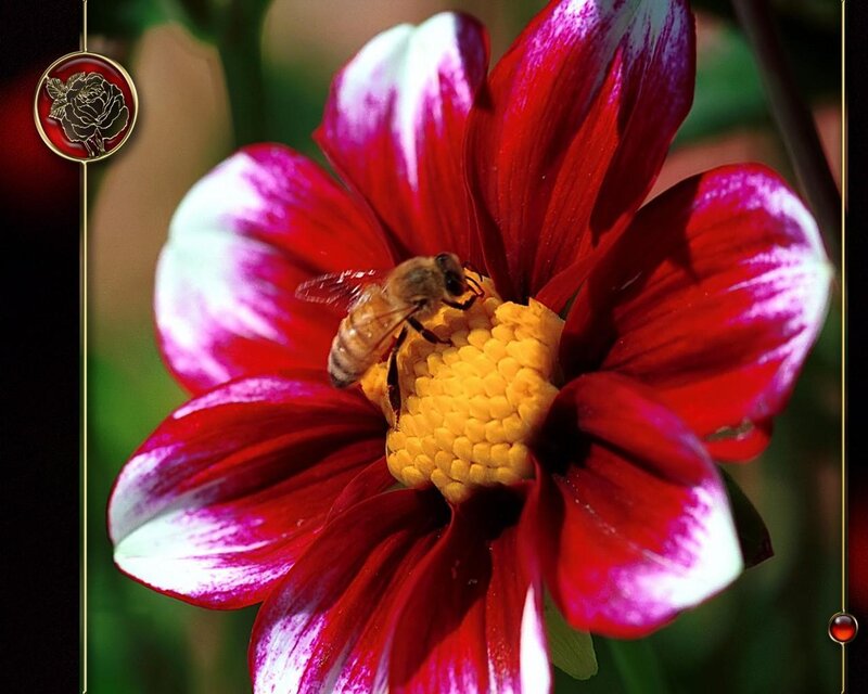 Bee on Red Flower — Natural, Afternoon, Photograph, Yellow Center