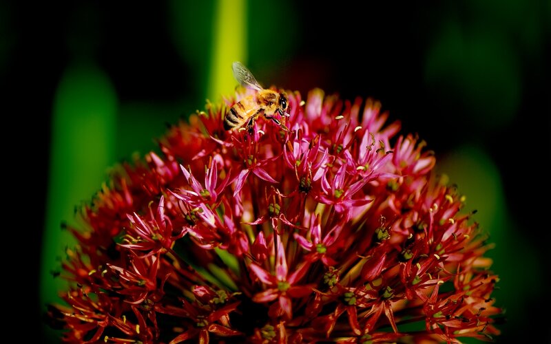 Bee on Red Flower — Natural, Photograph, Green Background