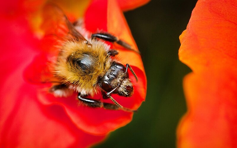 Bee on Red Flower — Natural, Photograph, Orange