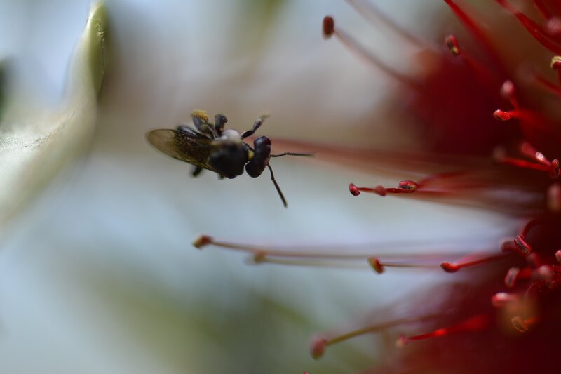 Bee on Red Flower — Natural