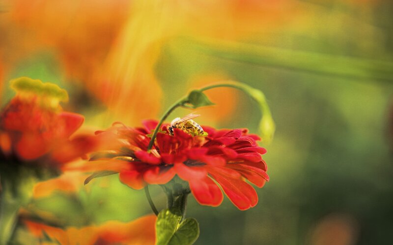 Bee on Red Flower — Serene, Afternoon