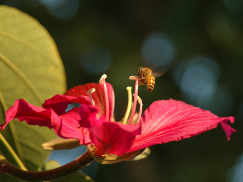 Bee on Red Flower — Serene