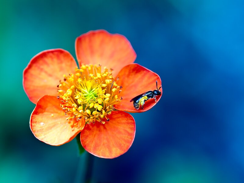 Bee on Red Flower — Vibrant, Photograph, Stamen